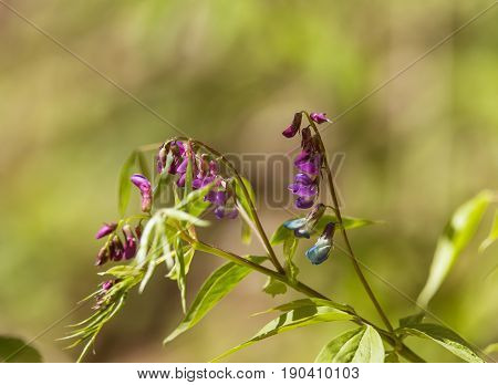 A Beautiful Closeup Of A Purple Bitter Pea-vine In Spring