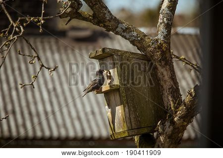 A Beautiful Black Starling With A Bird House In An Apple Tree