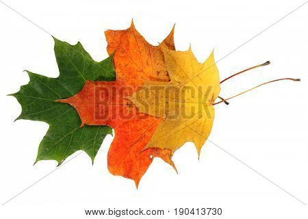 Autumn maple leaves on a white background
