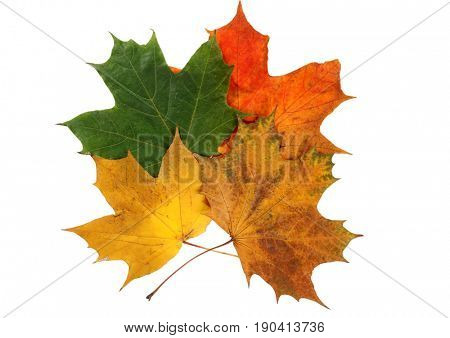 Autumn maple leaves on a white background