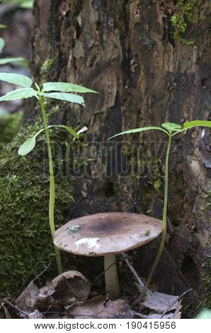 Deer Mushroom (Pluteus cervinus) near a birch tree stump