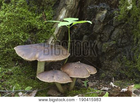 Deer Mushroom (Pluteus cervinus) near a birch tree stump