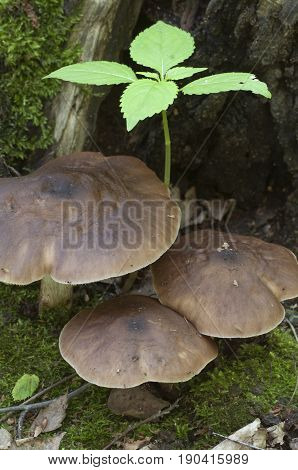 Deer Mushroom (Pluteus cervinus) near a birch tree stump