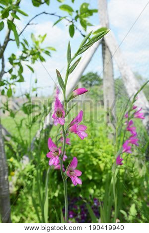 Stalks Of Pink Gladioli Flowers