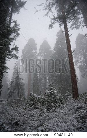 Impression of the Giant Sequoia's covered in Sequoia and King's Canyon National Park, California, USA.