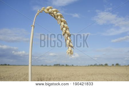 One grain ear at wheat field over blue sky. Closeup