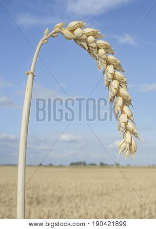 One grain ear at wheat field over blue sky. Closeup