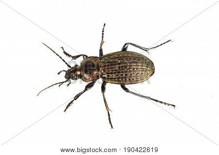 Beetle (Carabus ullrichii) isolated on a white background