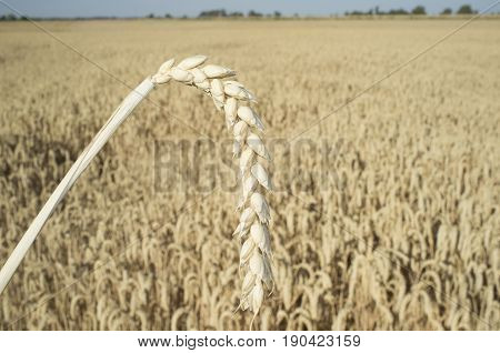 One grain ear over wheat grain field. Closeup