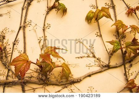 Colorful ivy stone wall background texture autumn