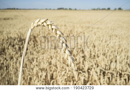 One grain ear over wheat grain field. Closeup