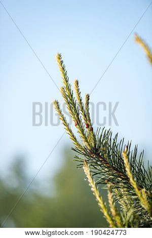 pine tree branch with cones. Larix leptolepis