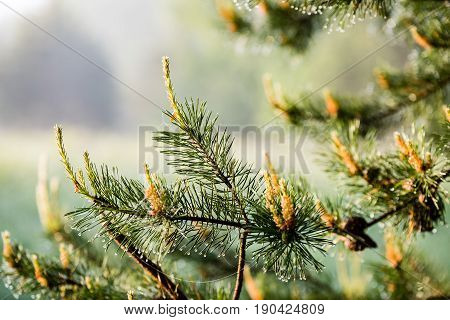 pine tree branch with cones. Larix leptolepis