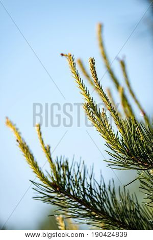 pine tree branch with cones. Larix leptolepis