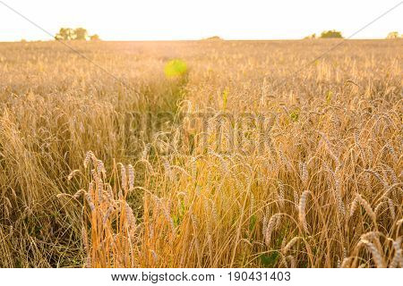 Cereal plant field with sky in a sunny summer day before harvesting
