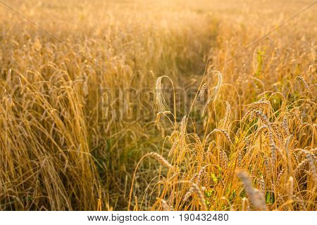 Cereal plant field with sky in a sunny summer day before harvesting