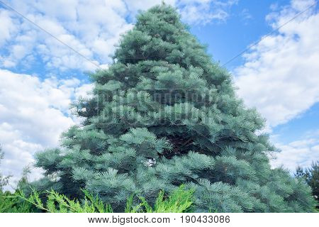 Abies concolor on a cloudy sky background