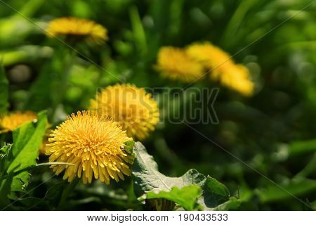 Close up of blooming yellow dandelion flowers in garden on spring time. Taraxacum officinale. Detail of bright common dandelions in meadow at springtime. Used as a medical herb and food ingredient