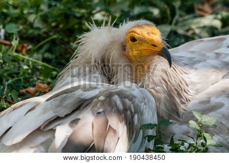 Common Vulture (neophron Percnopterus)