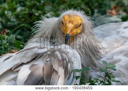 Common Vulture (neophron Percnopterus)