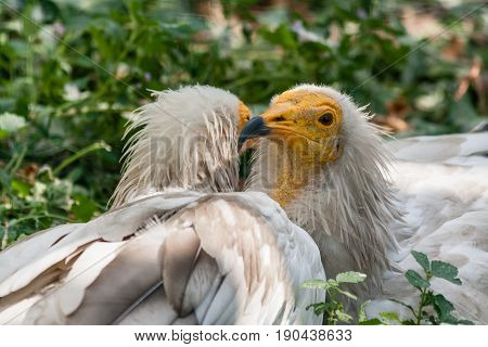 Common Vulture (neophron Percnopterus)