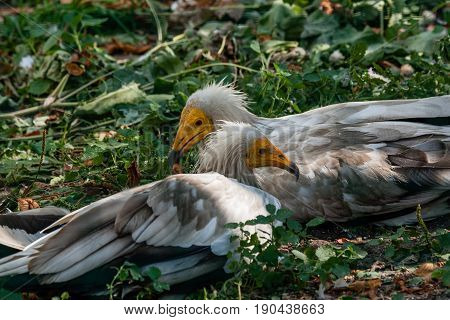 Common Vulture (neophron Percnopterus)