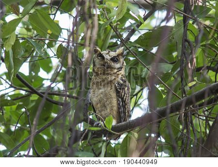 Collared scops owl Otus sagittatus bird in thailand