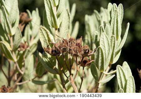 Leaves and fruits of Spring Rock-Rose, Cistus albidus. It is native of the Mediterranean Region