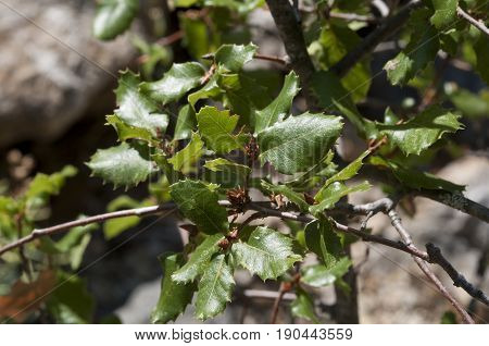 Leaves and branches of Quercus alpestris. Photo taken in Cadiz, Spain