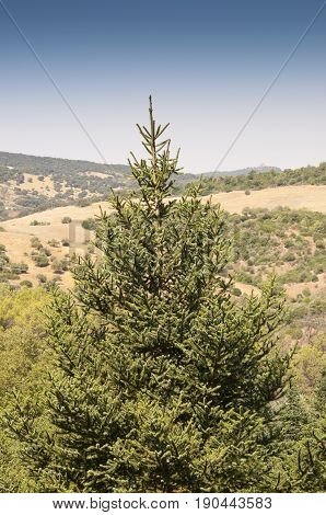 Leaves and branches of Spanish fir, Abies pinsapo. This species is native to southern Spain and northern Morocco