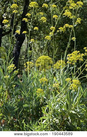 Leaves and flowers of Bupleurum gibraltaricum. Photo taken in Cadiz, Spain