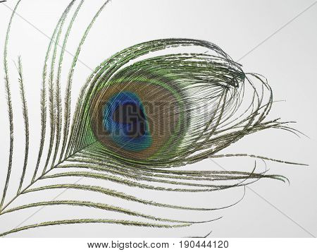 cropped off of peacock feather