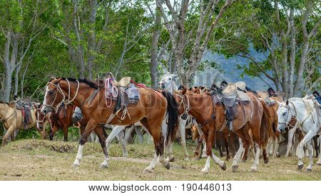Side view of flock of horses walking with horse saddles