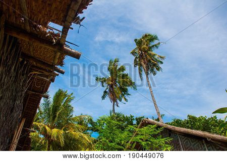 Beautiful Palm Trees Against The Blue Sky And The Roof Of The House