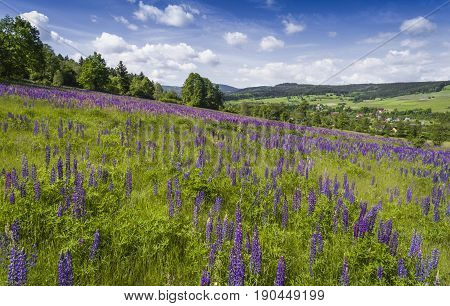 Aerial View Of The Summer Time In Mountains Near Stronie Slaskie. Lupinus Flowers On The Hill - Clou