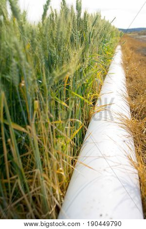 gated irrigation pipe running along wheat field