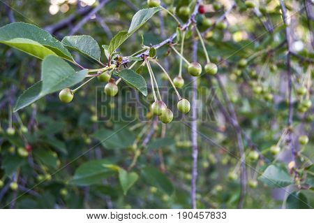 Unripe fruit trees, unripe cherry fruit, pictures of raw fruit