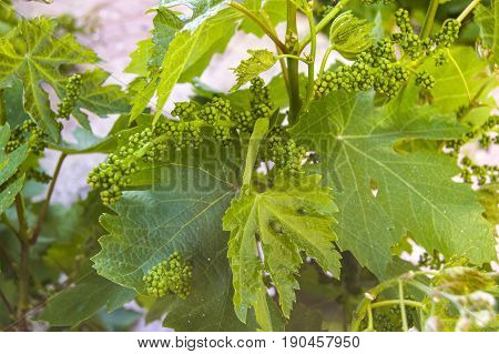 Immature tiny grapes, grape leaf, grape leaf and grape fruit pictures