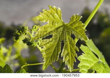 Immature tiny grapes, grape leaf, grape leaf and grape fruit pictures