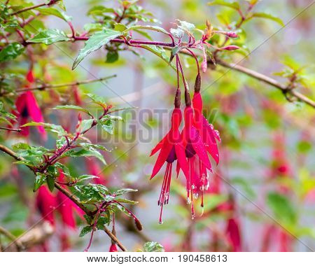 Wet red fuchsia after a sudden rainfall