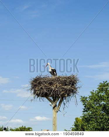 Stork's nest, natural stork's nest, puppies and stork's nest, stork pictures on the roof,