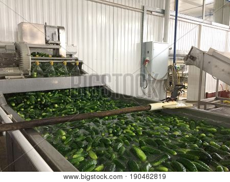 Working process of the production of cucumbers on cannery. Washing in water before preservation. Movement on the conveyor.