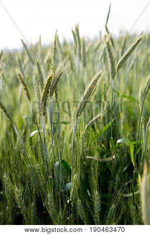 green wheat in a filed blowing in the wind