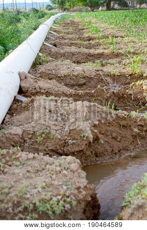 irrigation water pouring out of gated pipe into corn field