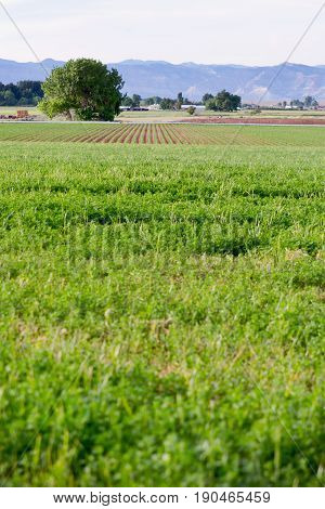 alfalfa field with corn field rows behind it