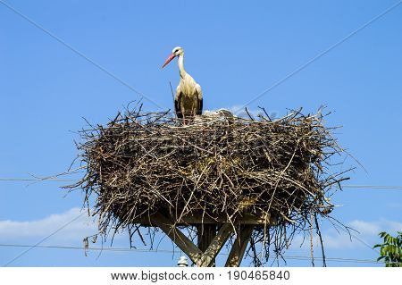 Stork's nest, natural stork's nest, puppies and stork's nest, stork pictures on the roof,