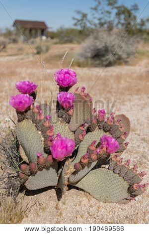 Beavertail Cactus In Bloom