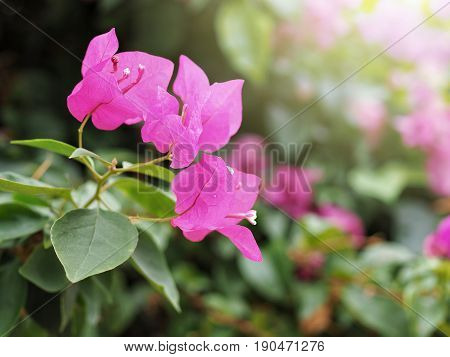 Blooming Fresh Pink Bougainvillea Flower With Sunlight And Green Leaf In Background.