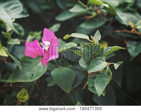 Blooming Fresh Pink Bougainvillea Flower With Green Leaf In Background, Closeup.