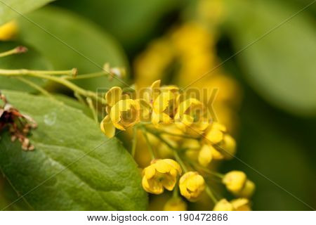 Flowers of a Korean Barberry (Berberis koreana) bush.